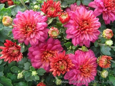 Цветы для Вашего сада-Хризантема оптом и в розницу