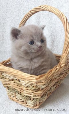 Элитные британские котята от высоко титулованных родителей FIFE