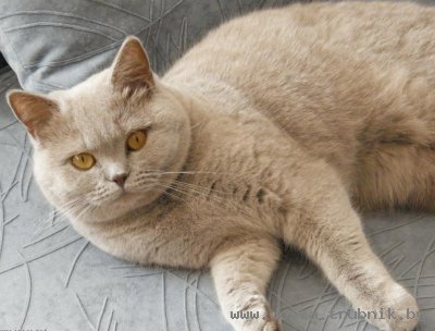 Британские котята от титулованный родителей