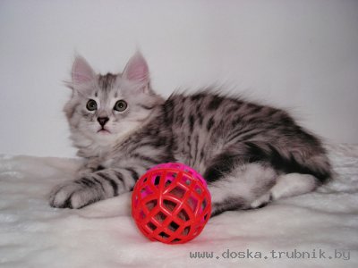 Сибирские котята