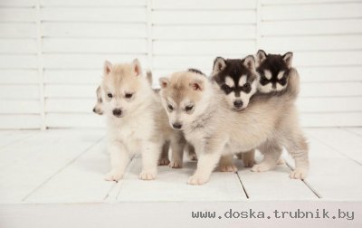 Приобретите сибирского хаски