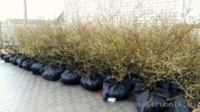 Саженцы, Кусты голубики высокорослой 7лет