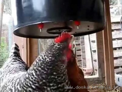 Поилки для птицы купить. Ниппельные поилки перепела/индюшата/курицы