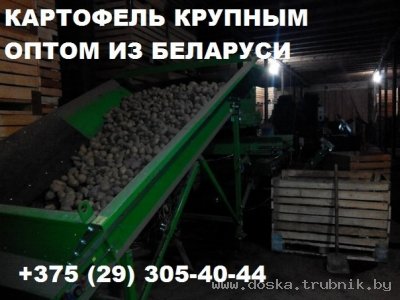Картофель крупным оптом напрямую от производителя в Беларуси